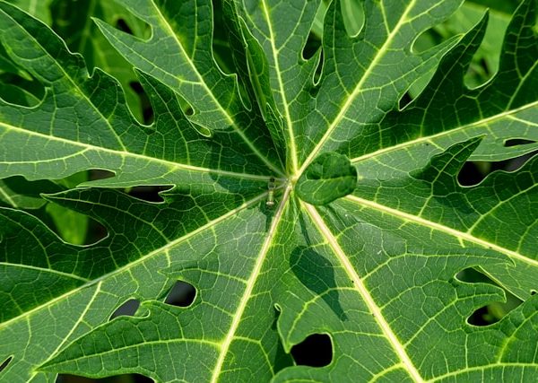 Cara Masak Daun Pepaya Agar Tidak Pahit 